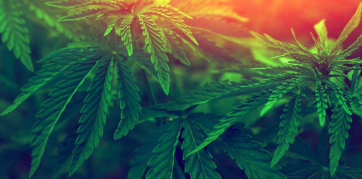 Quels sont les effets de nos cartridges ?