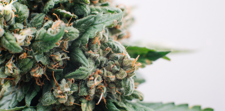 Le CBD, c’est quoi ?